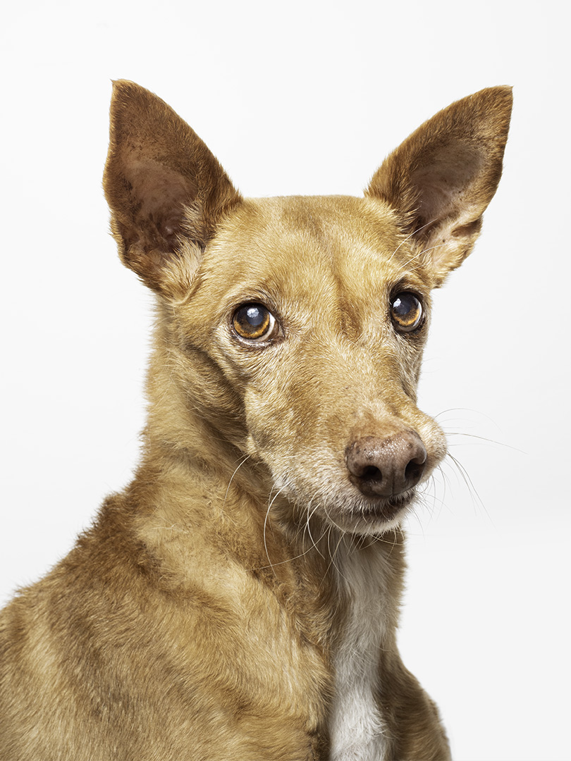 Un perro marrón podenco mirando a cámara sobre fondo blanco