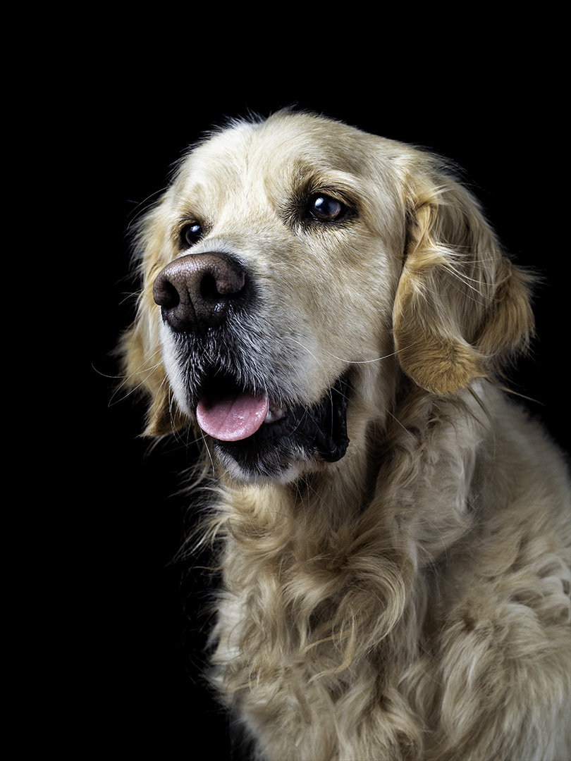 Un perro marrón golden retriever sobre fondo negro