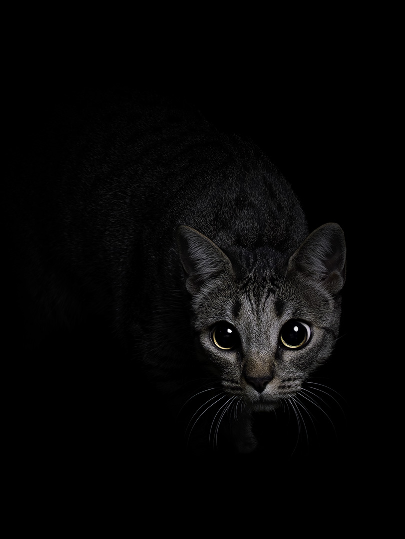 Un perro marrón y blanco mirando a cámara sobre fondo negro
