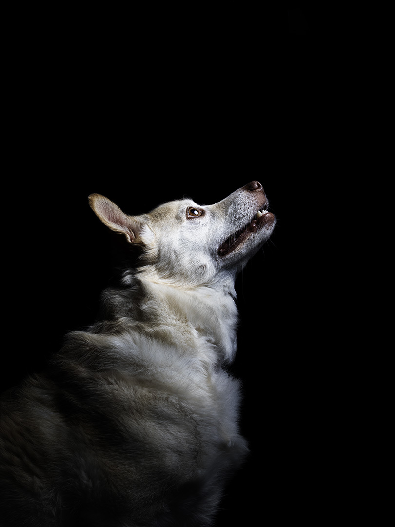 Un perro blanco y marrón mirando hacia arriba sobre fondo negro