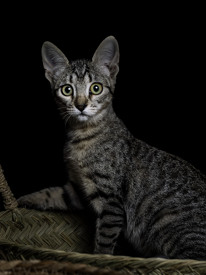 Un perro marrón y blanco mirando hacia arriba sobre fondo negro