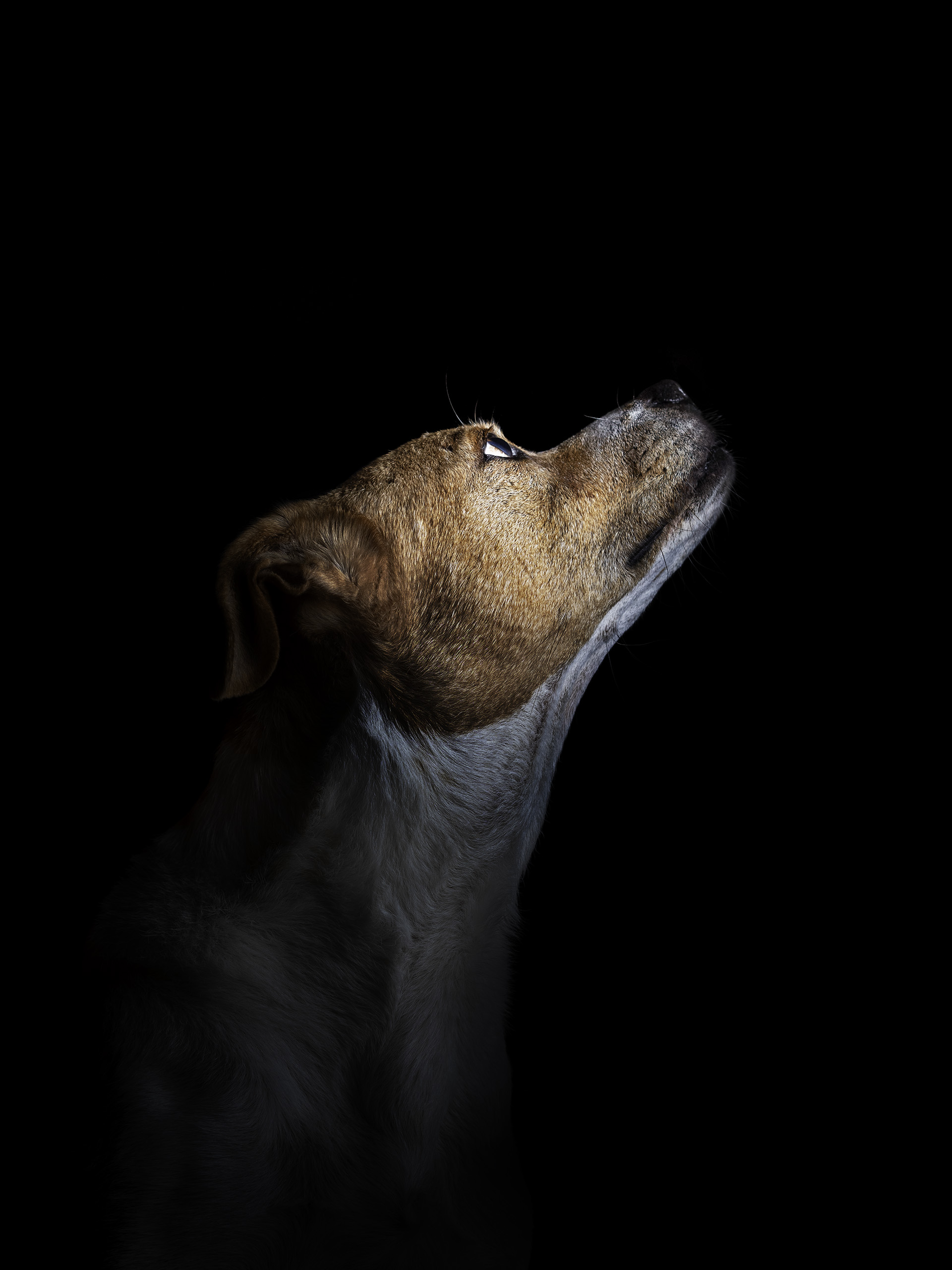 Un perro marrón y blanco mirando hacia arriba sobre fondo negro