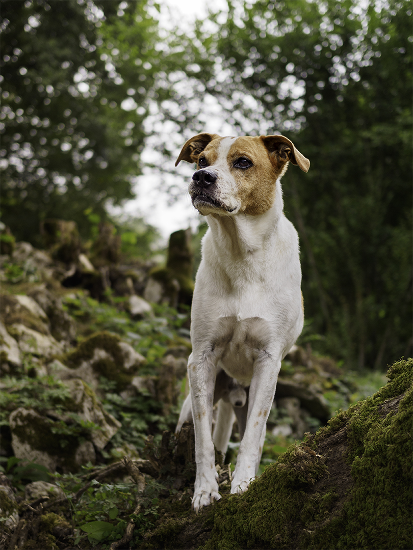 La nariz o trufa de un perro en primer plano sobre fondo negro