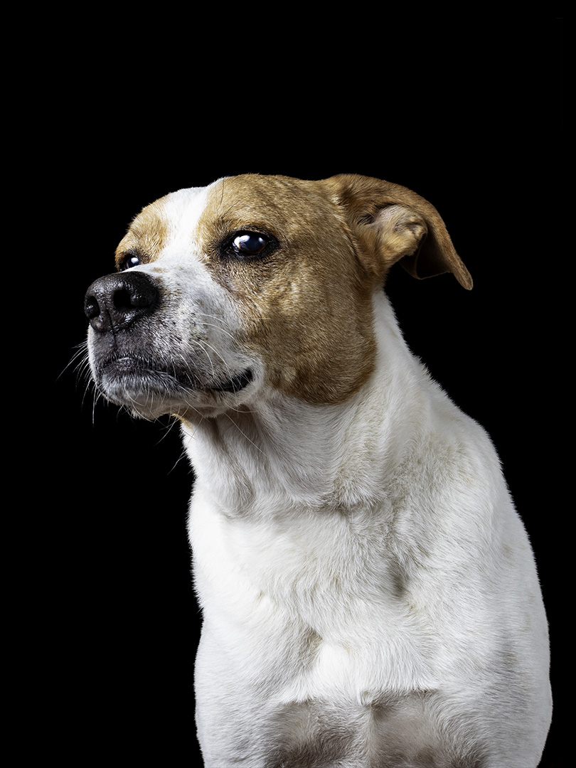 Un perro marrón y blanco mirando a cámara sobre fondo negro