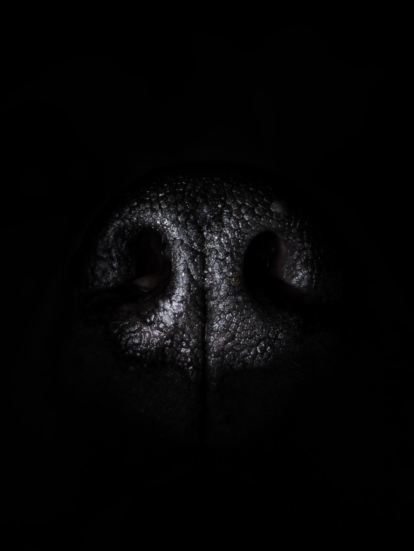La nariz o trufa de un perro en primer plano sobre fondo negro